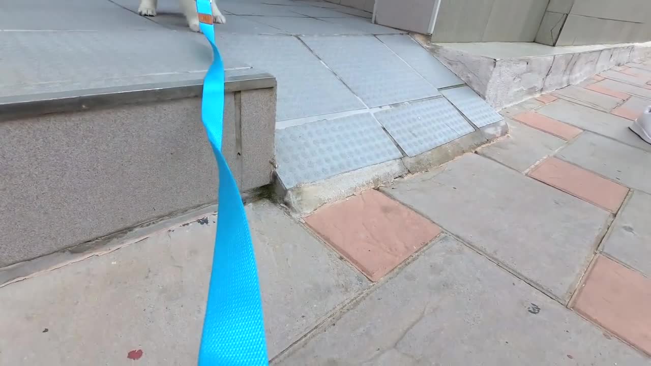 My Puppy's First Steps on the Stairs