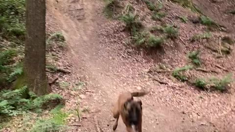 Get a Malinois, they said. 😁