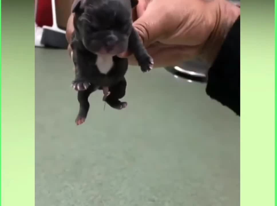 New born baby puppy || new born black puppy