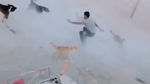 Dogs vs Man Funny fight ll dogs funny videos 🤣