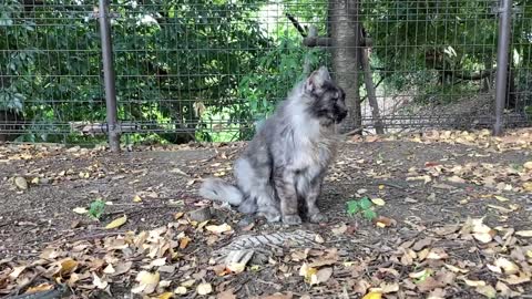 cat video S公園の猫の動画 20221013 008～エリー、今日は少し警戒モード。