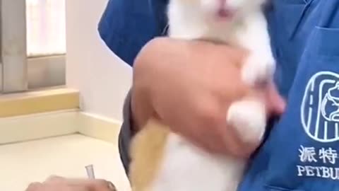 Funny Cats Video 🐈 Part 2