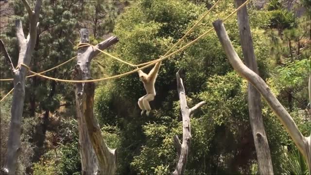 Cute Gibbons playing funny ll funny movement ll funny videos