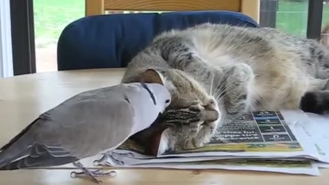 Bird & Cat Friendship