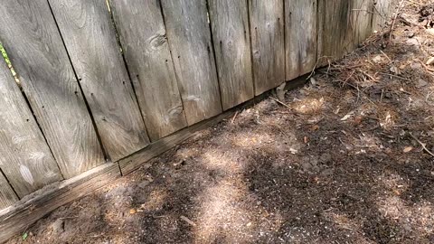 GardenUpdate-2023-Apr01