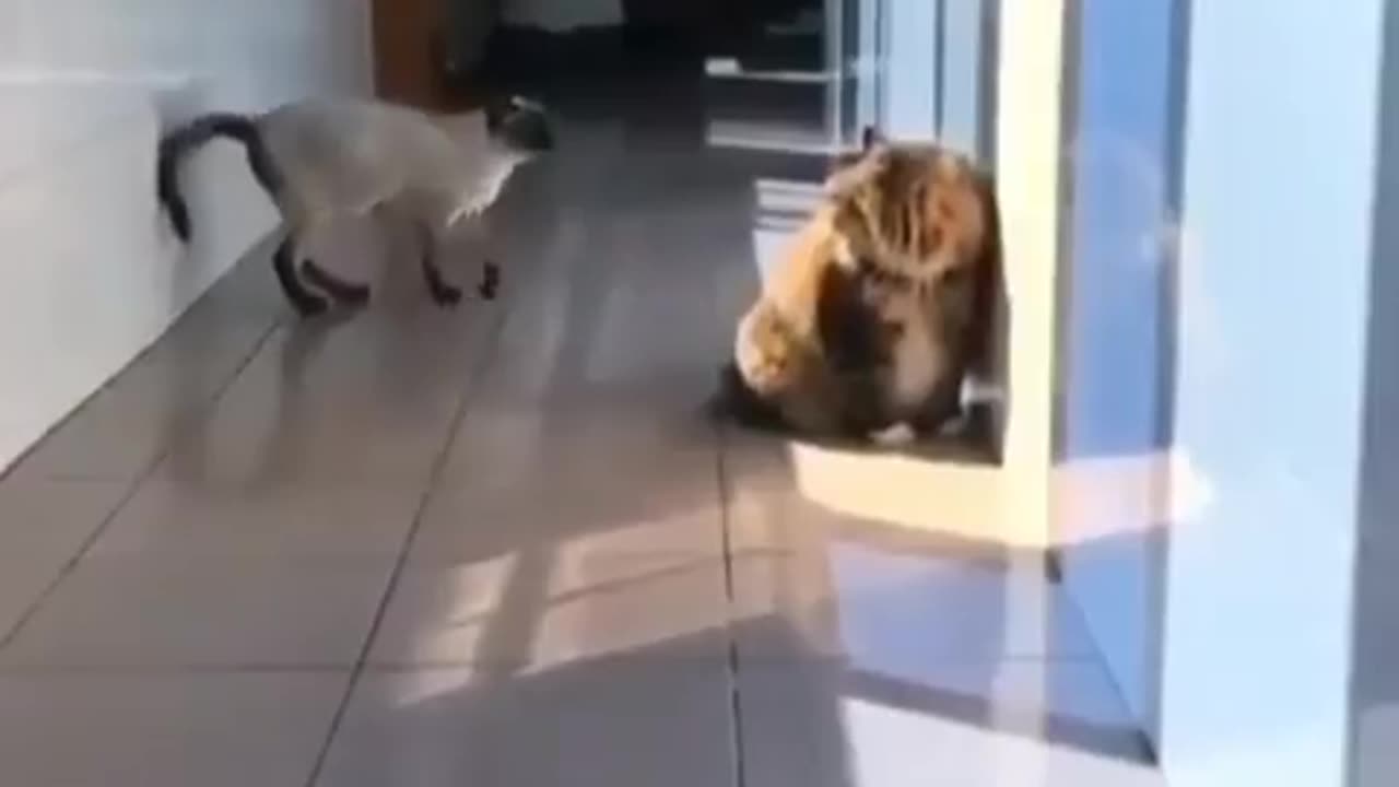 Cat Attacks With Style!