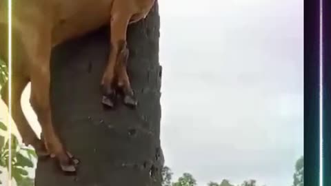 Funny Videos ,Goat On a Palm Tree