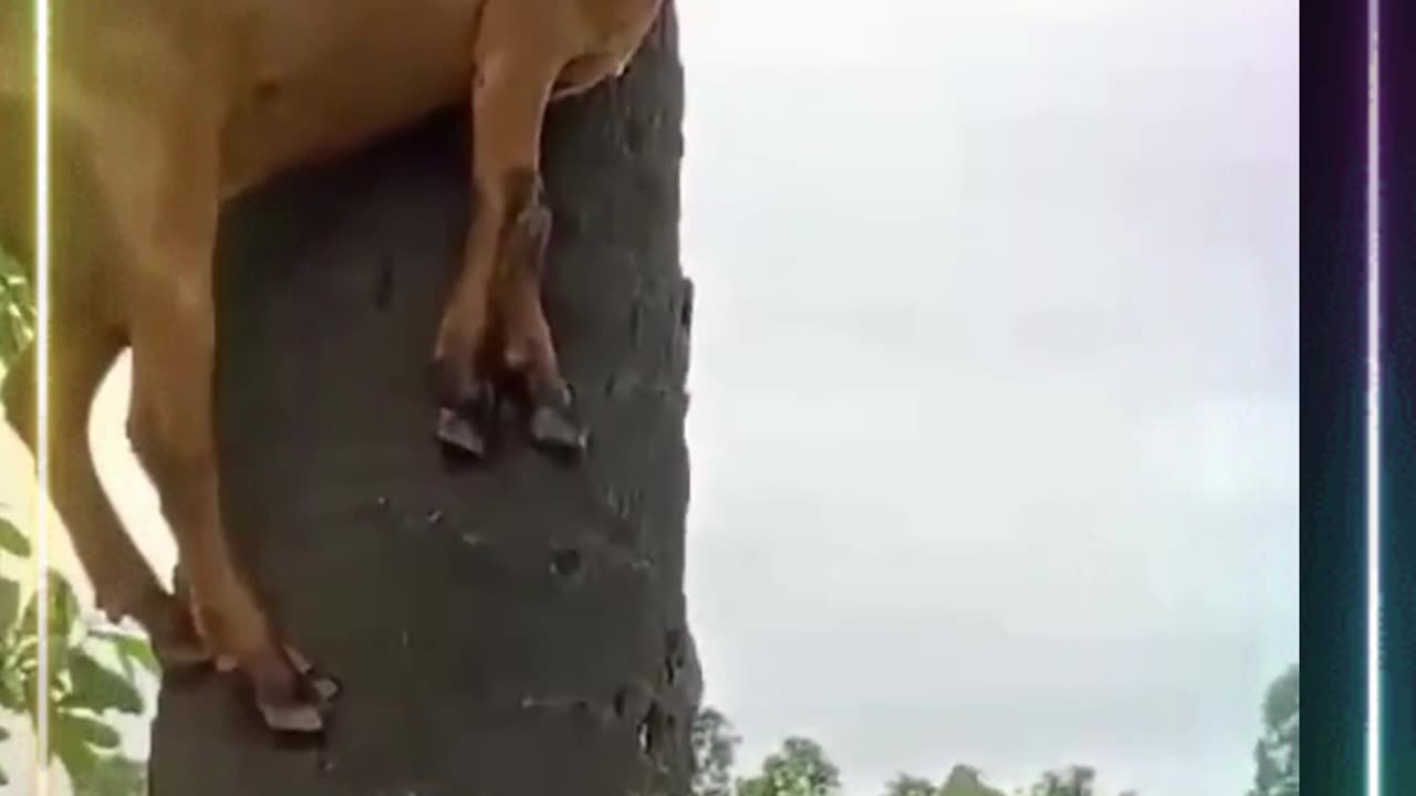 Funny Videos ,Goat On a Palm Tree