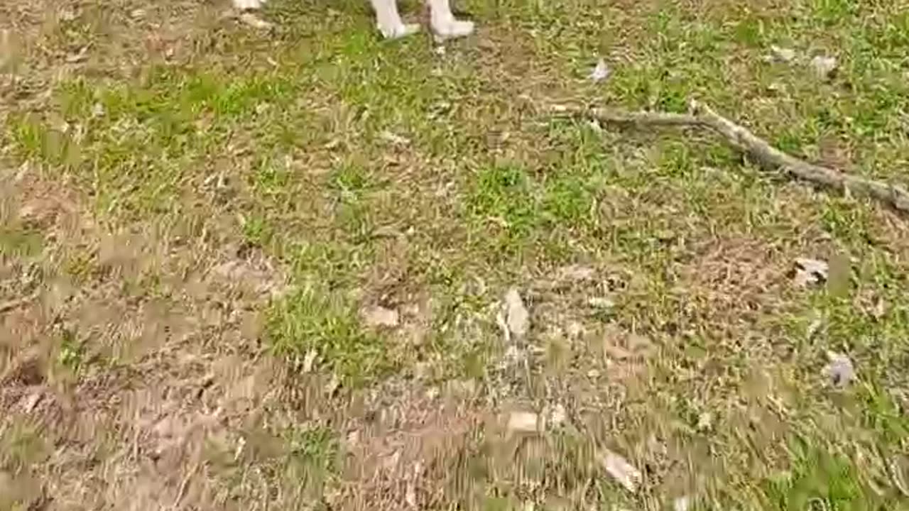 EPIC Dog Falls HUGE HOLE