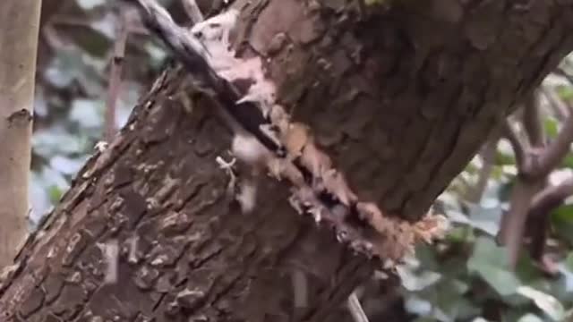 the chain one is literally the point of a chainsaw