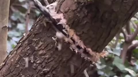 the chain one is literally the point of a chainsaw