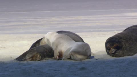 Wildlife seems awesome!!!