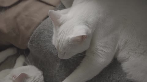 A white cat with a soft texture