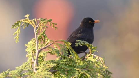 The Evening Blackbird