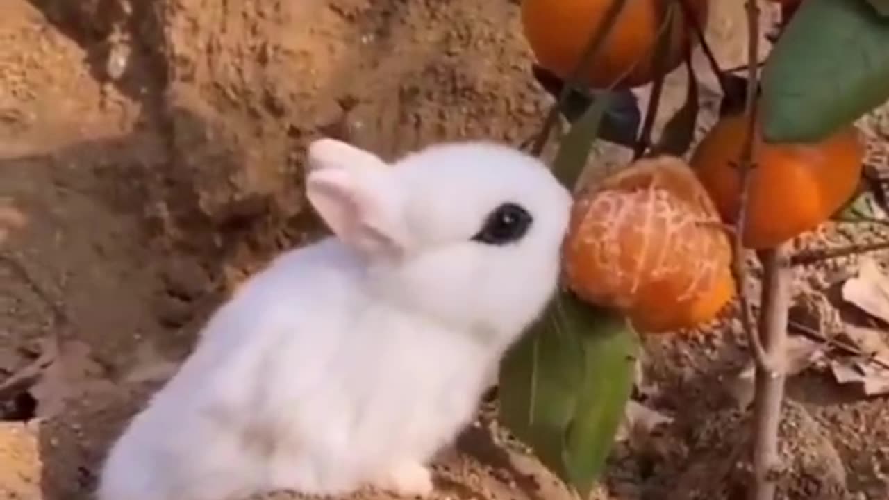 Funniest animals ever. relax with cute animals video
