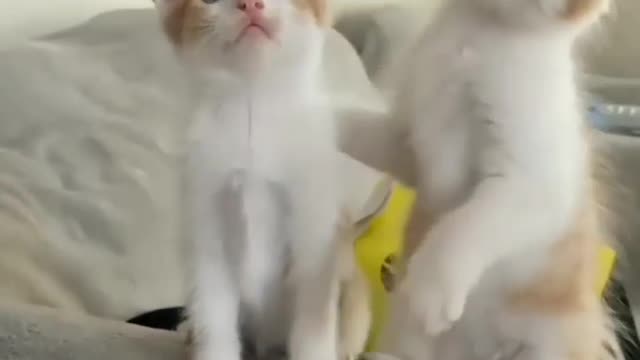 Cat lover