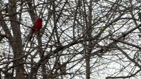 Male Cardinal grabs a peanut finally