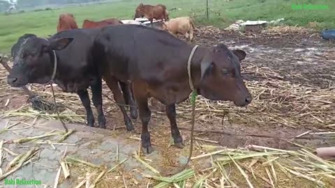 Cute baby Cow Eating grass | Animals | Baby animals | Cow