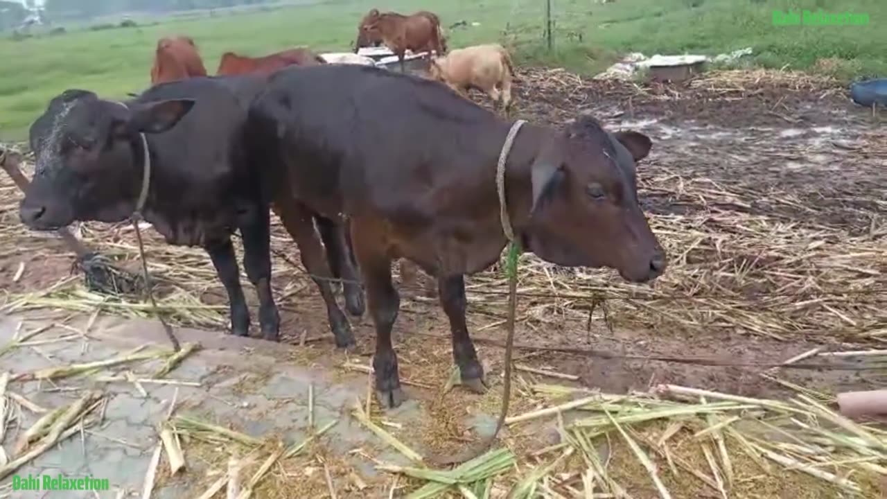Cute baby Cow Eating grass | Animals | Baby animals | Cow