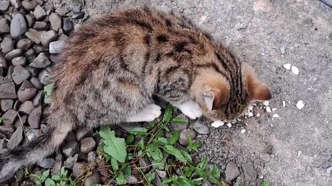 A cute kitten walking around the yard in the rainy weather.