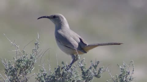 Leconte's Thrasher Song Video