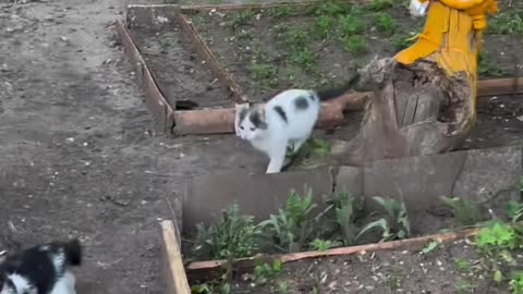 Funny and Cute Cats Videos #398
