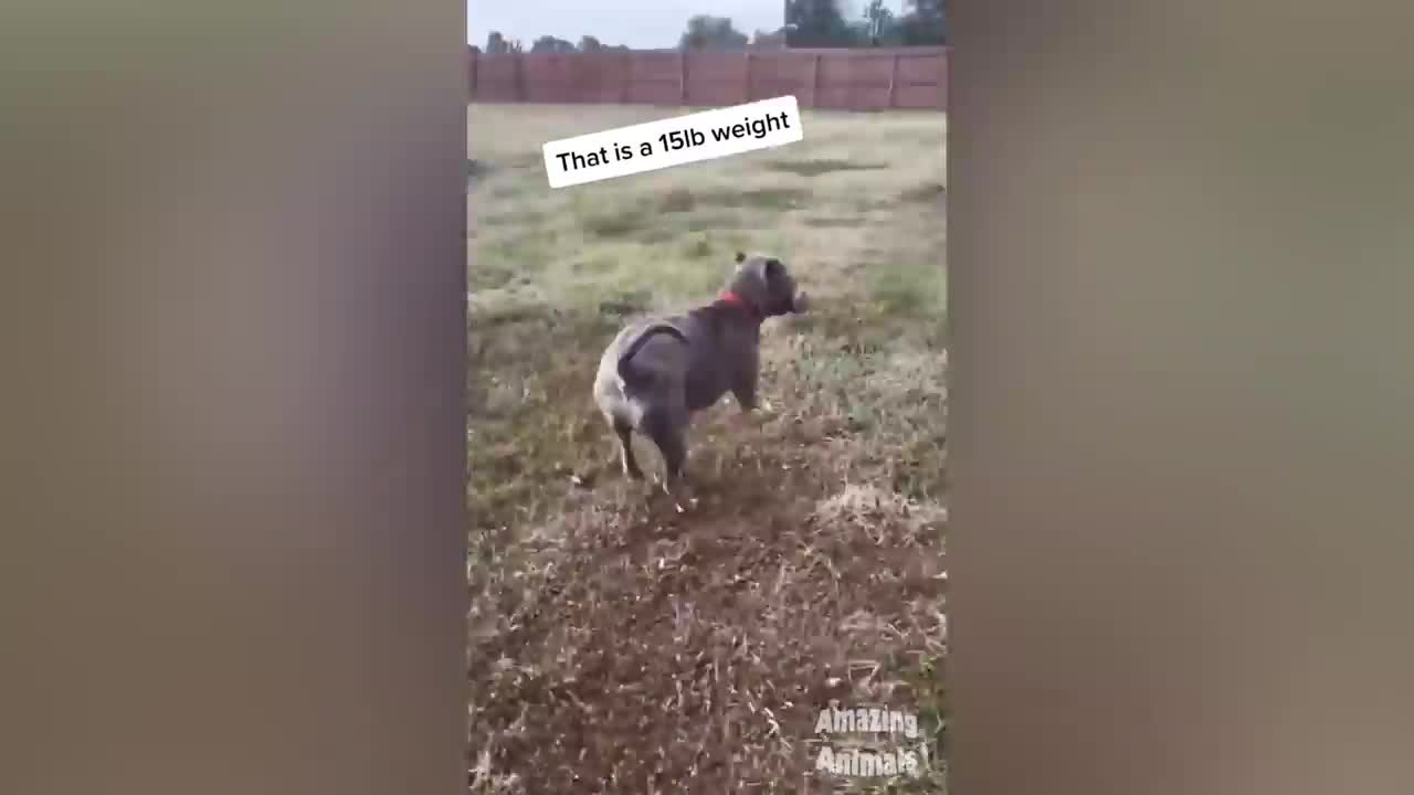 Funny Animals On The Farm - Try Not To Laugh| Amazing Animals