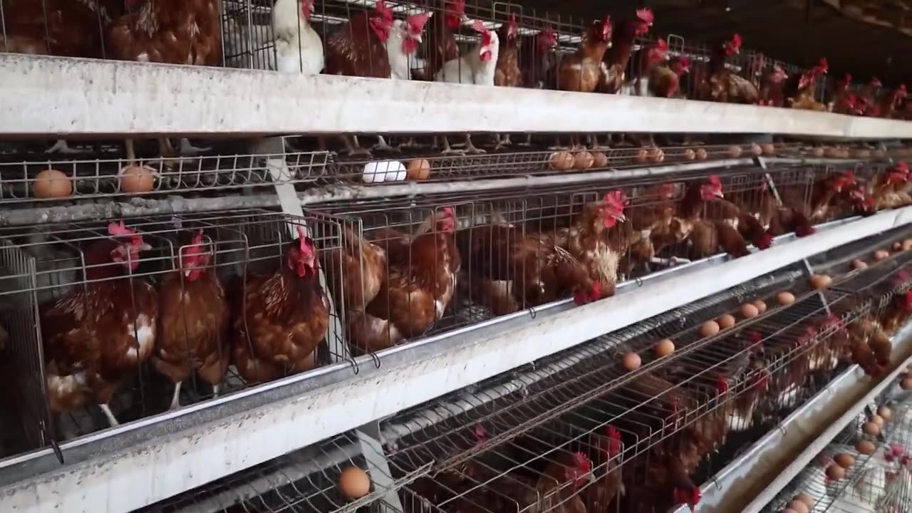 African Chicken Farm