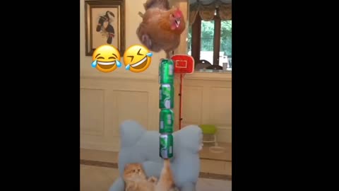 Funny cat and hen