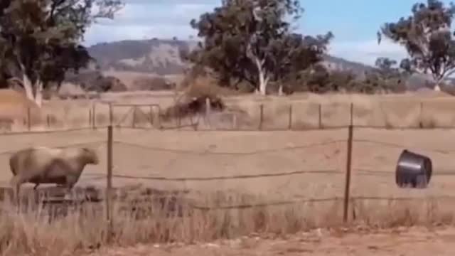 Bucket : 1 Sheep : 0
