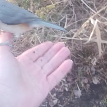 Bird 🐦 in my hand