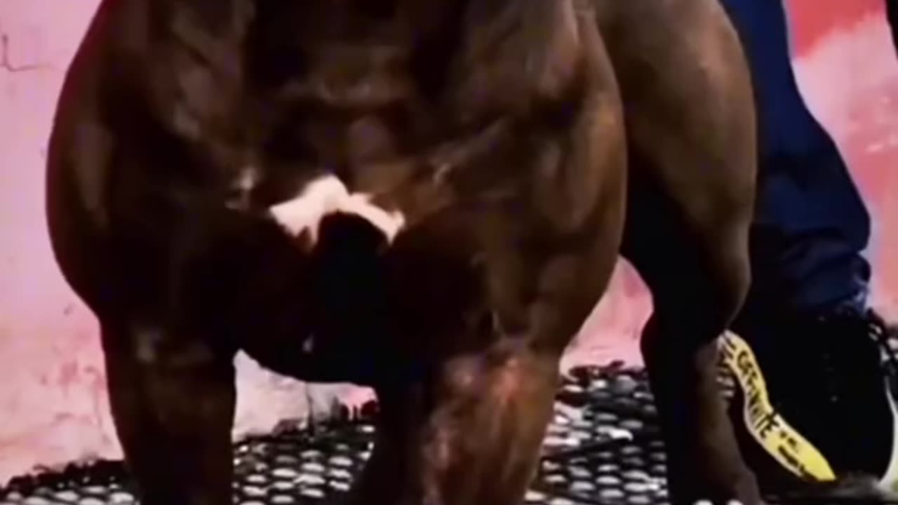 Wild Clash: Wolf vs Pitbull - Battle of Predators