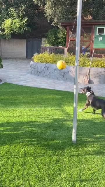 Dog Plays Tetherball in Backyard