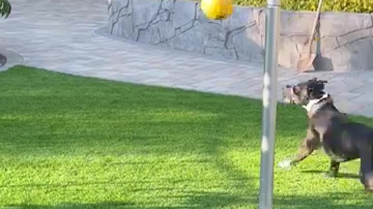 Dog Plays Tetherball in Backyard