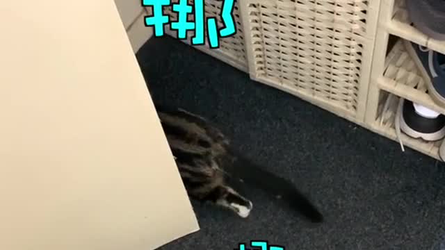 FUNNY CAT