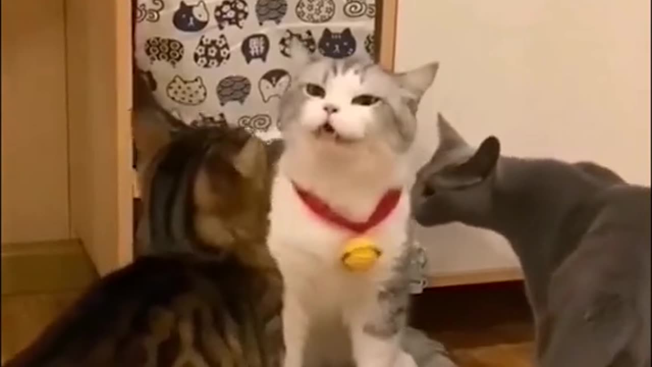 funny animals