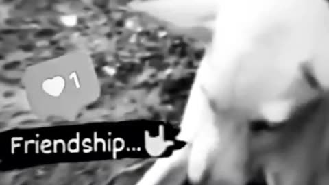 Funny dog video