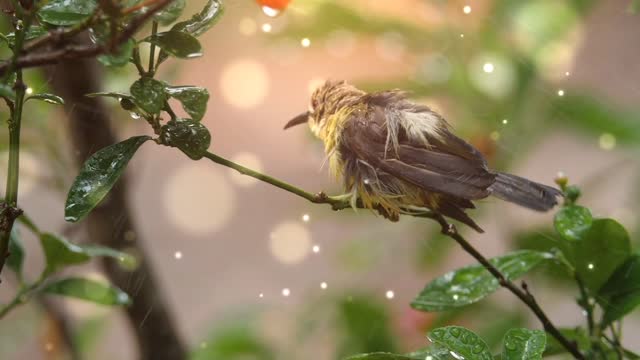 A bird standing on a tree branch in the rain