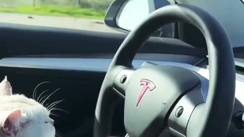 Cat driving a car