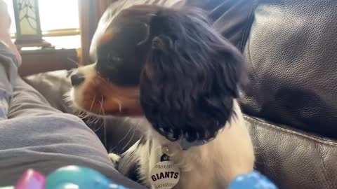 Beanie 17wks Cavalier King Charles Spaniel looking out the window. So exciting!