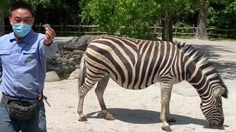 Hairy zebra