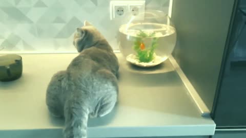 The Fish And Cat Bora Are Friends, So They Visit Her To Chat