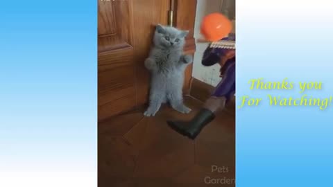 Cute Funny Cats and Dogs Video