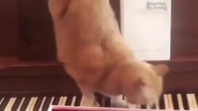 they look on pets as their family members