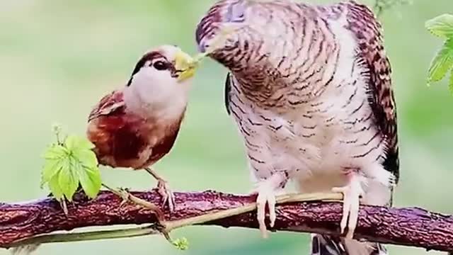 Share Food With Mummy