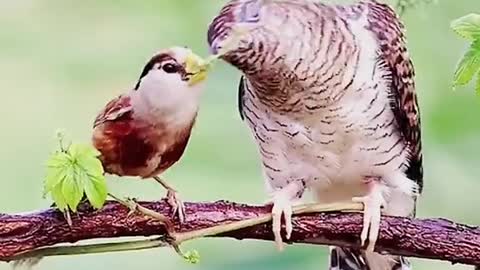 Share Food With Mummy