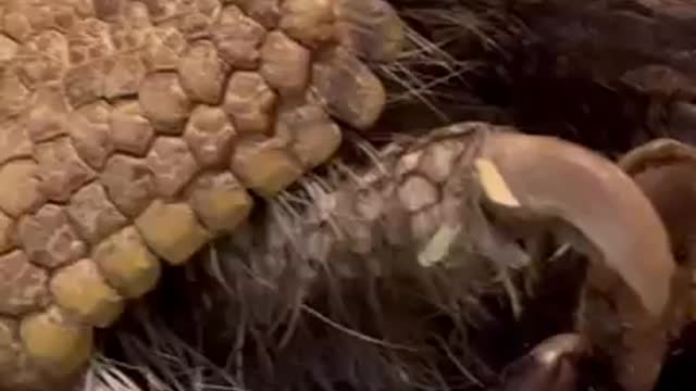 Fussy Little Armadillo Settles Down For Festive Nap