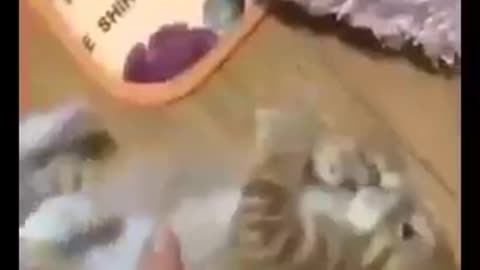 Funny cat