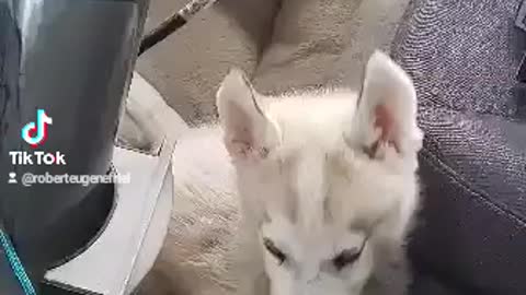 Husky puppy