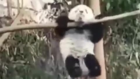 😂😂 Funny animal videos | Cute animal videos | Funny dog & cat videos 😂😂